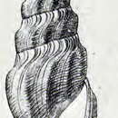 Image of Gymnobela atypha (Bush 1893)