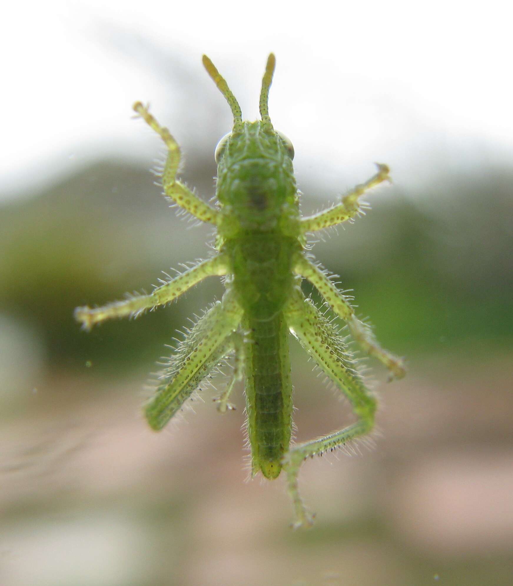 Image of Acanthacris