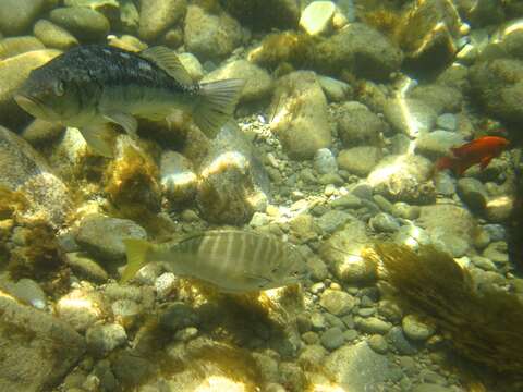 Image of Zebra perch