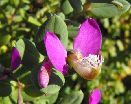 Image of Heart-leaf polygala