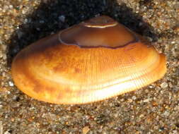 Image of Banded wedge shell