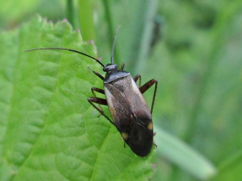 Adelphocoris seticornis (Fabricius 1775)的圖片