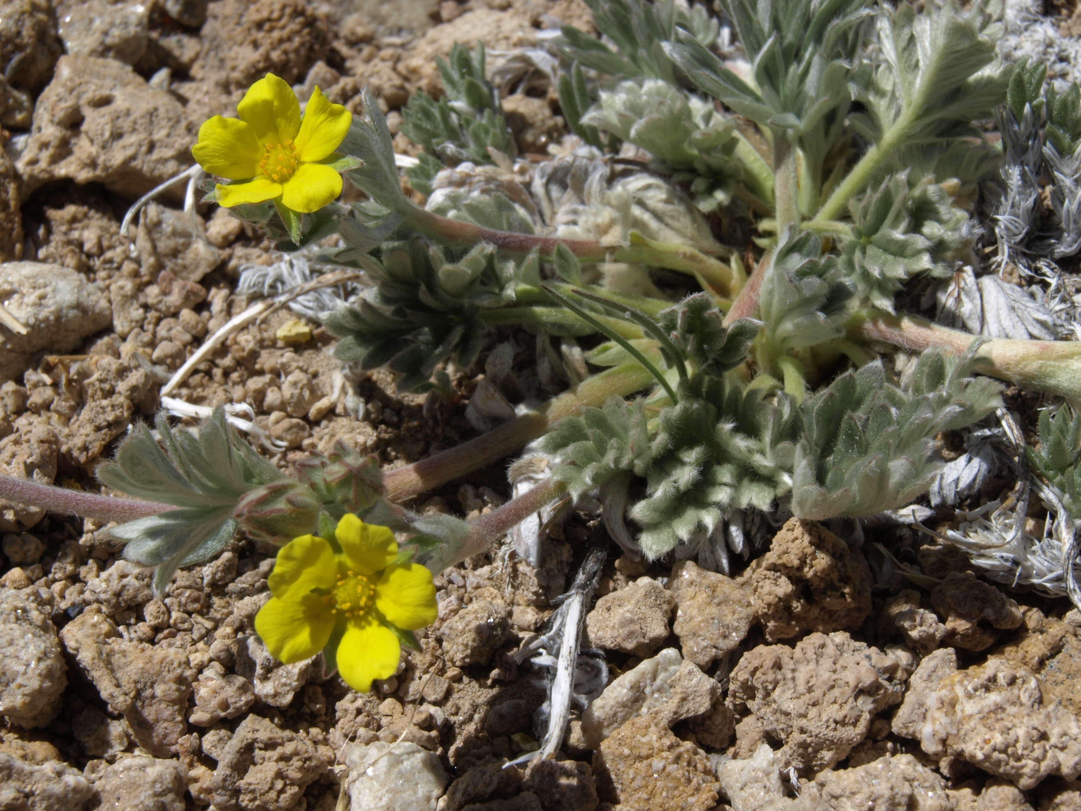 Image de Potentilla pensylvanica L.