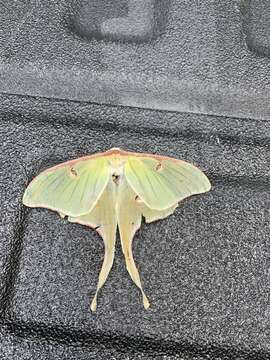 Plancia ëd Actias luna (Linnaeus 1758)