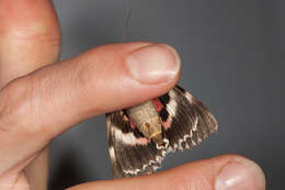 Image of Aholibah Underwing