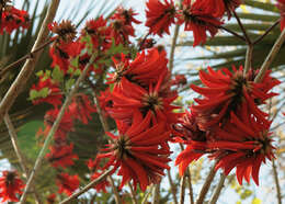 Image of coral erythrina