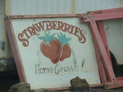 Image of Garden strawberry