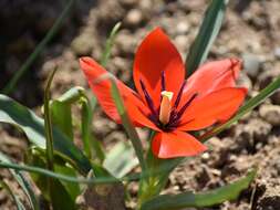 Image of Tulipa linifolia Regel