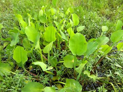 Image of velvetleaf