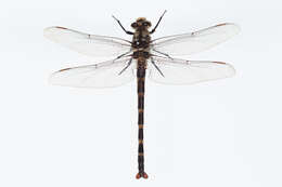 Image of Mountain Giant Dragonfly