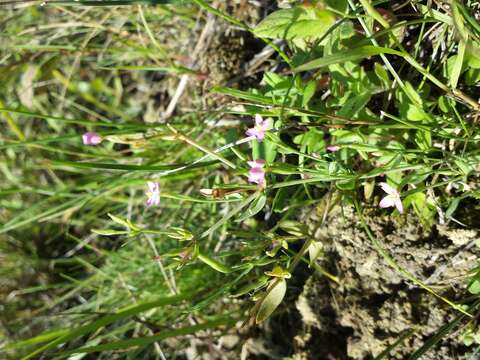 Image of branched centaury