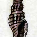 Image of Eucyclotoma inquinata (Reeve 1845)