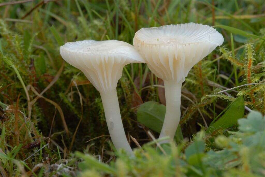 Image of Snowy Waxcap