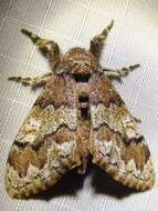 Image of Manto Tussock Moth