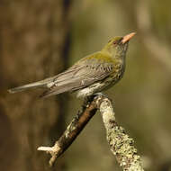 Image of Olive-backed Oriole