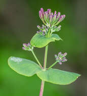 Image of Italian Honeysuckle