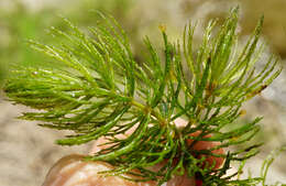 Image of hornwort