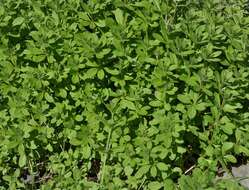 Image of Goosegrass