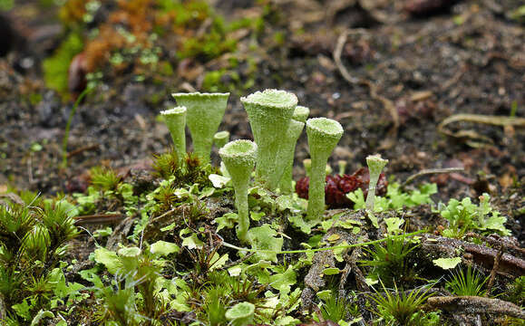 Image of cup lichen