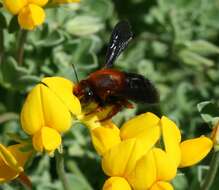 Image of Megachile sicula (Rossi 1792)