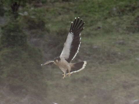 Image of White-throated Caracara