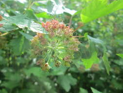 Physocarpus opulifolius (L.) Maxim. resmi