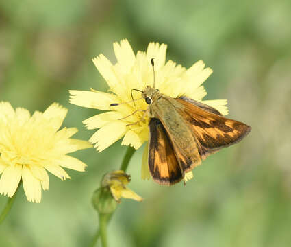 Image of Woodland Skipper