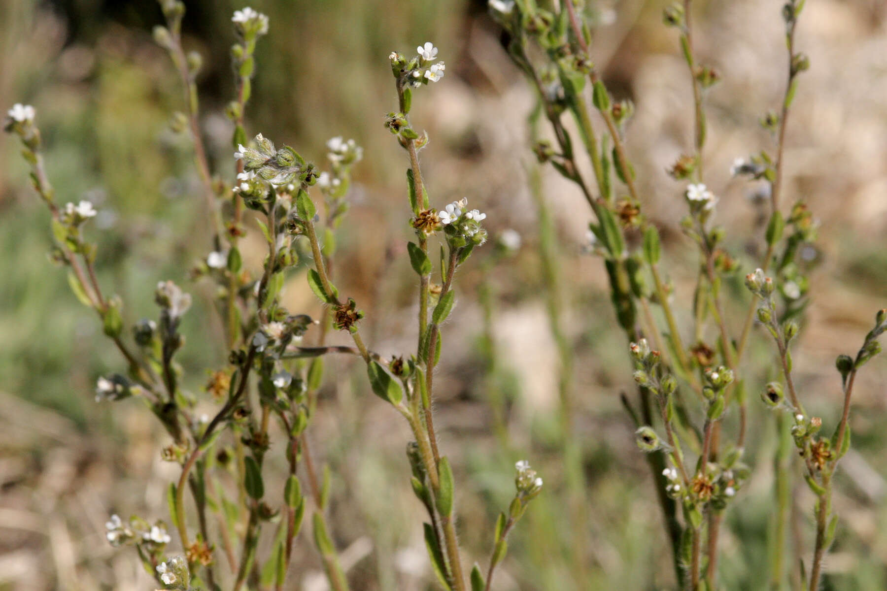 Image of stickseed