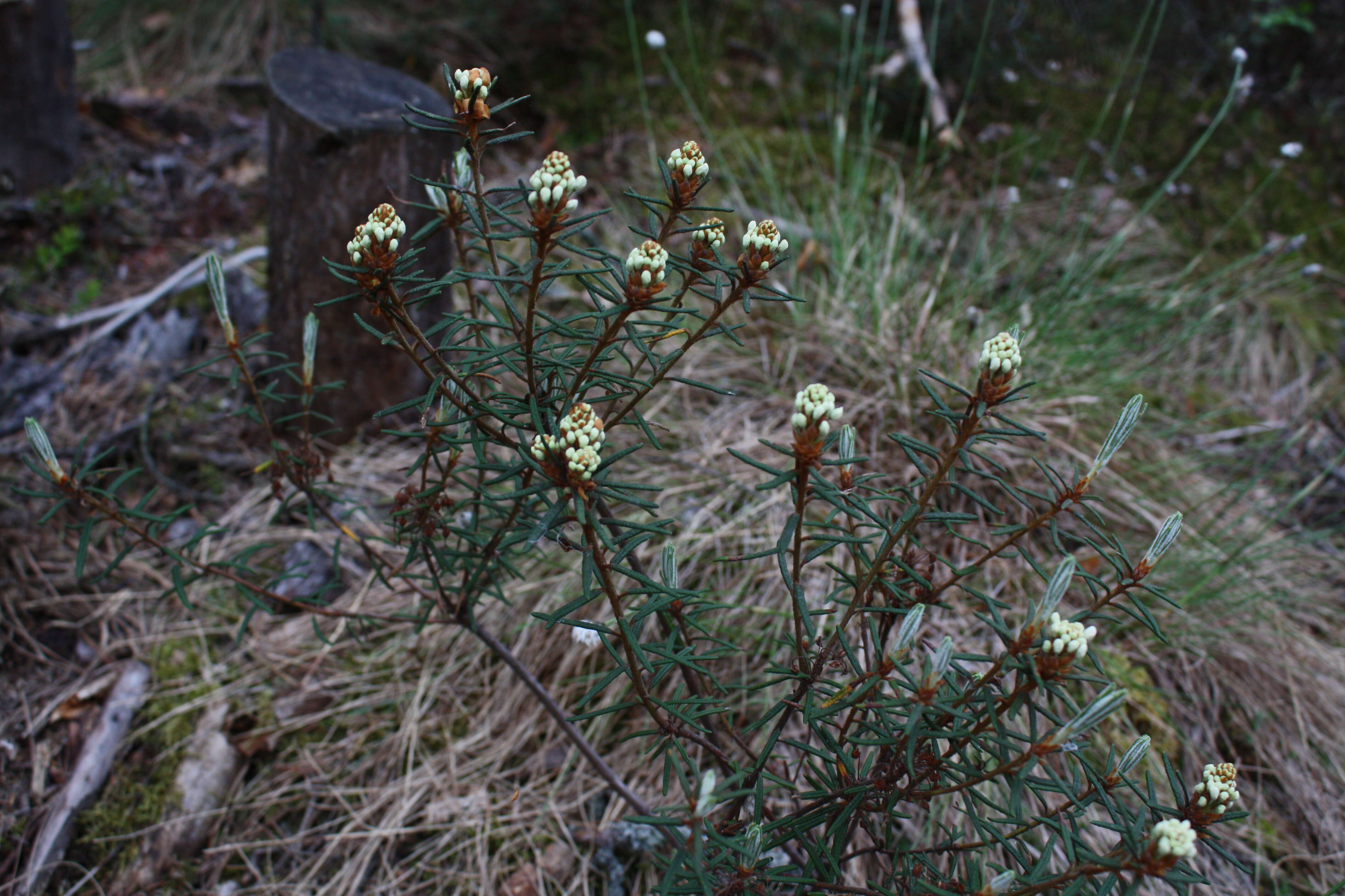 Imagem de Rhododendron tomentosum (Stokes) Harmaja