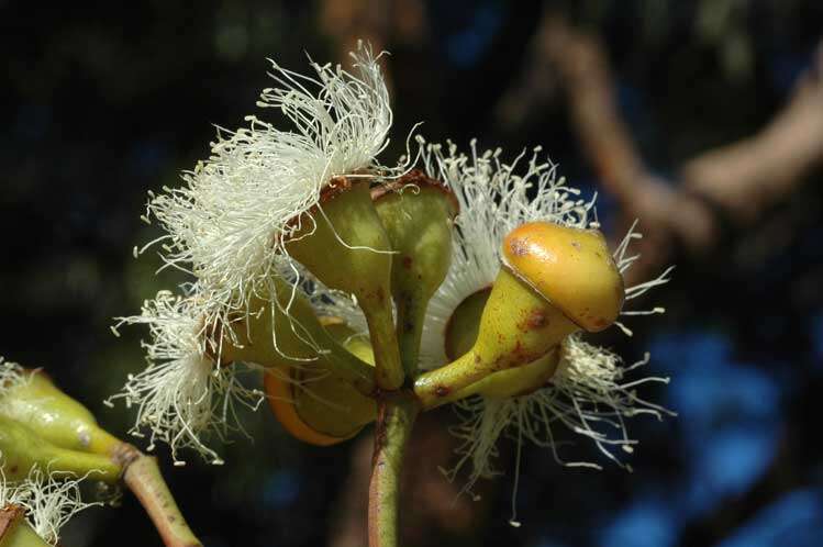 Imagem de Corymbia watsoniana (F. Müll.) K. D. Hill & L. A. S. Johnson