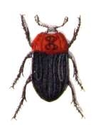 Image of Red-breasted Carrion Beetle