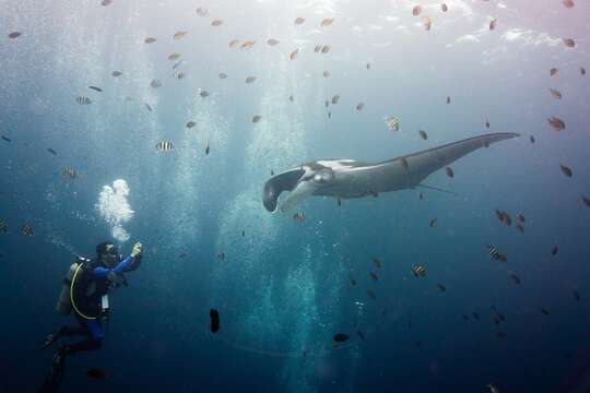 Image of Chevron Manta Ray