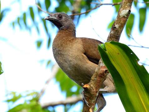 Image of Gray-headed Chachalaca