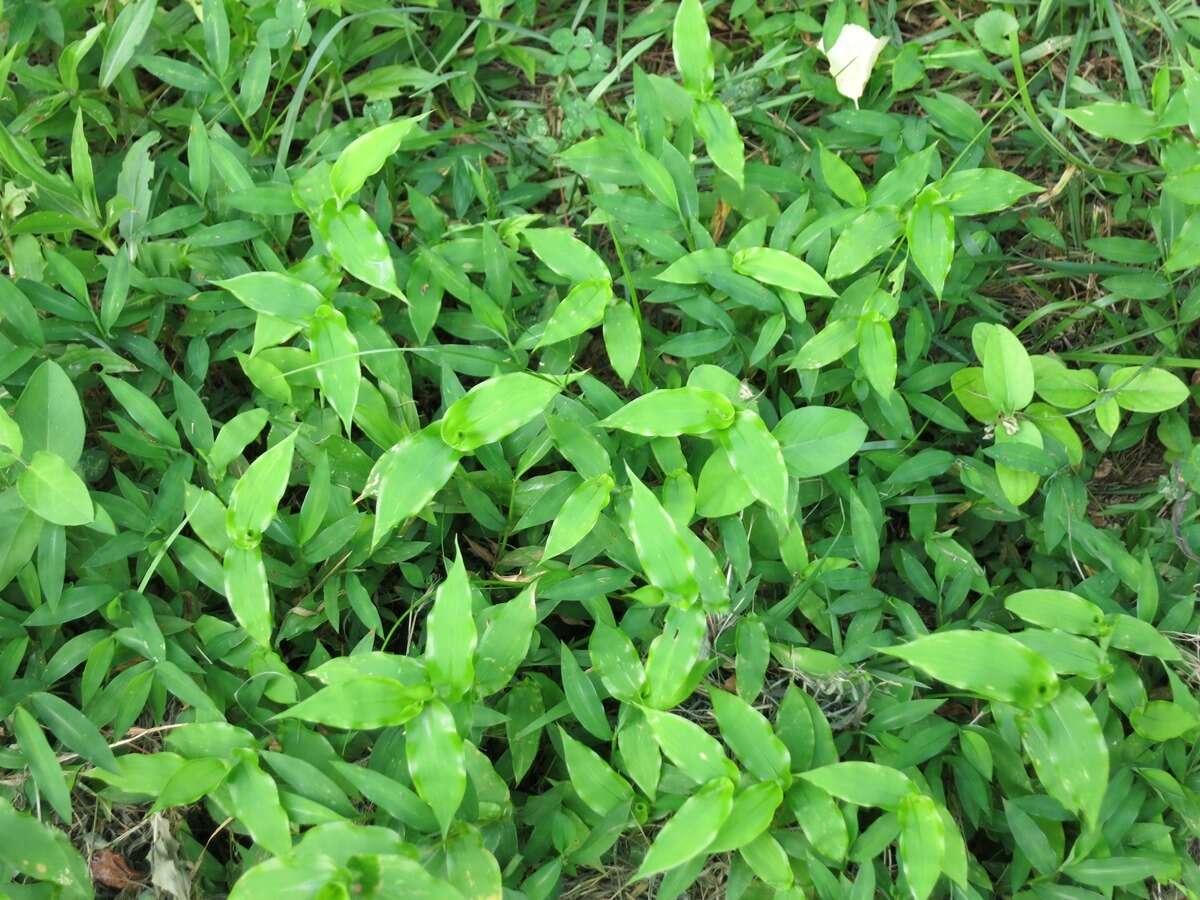 Image of small carpgrass