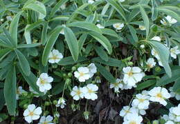 Image of White Cinquefoil