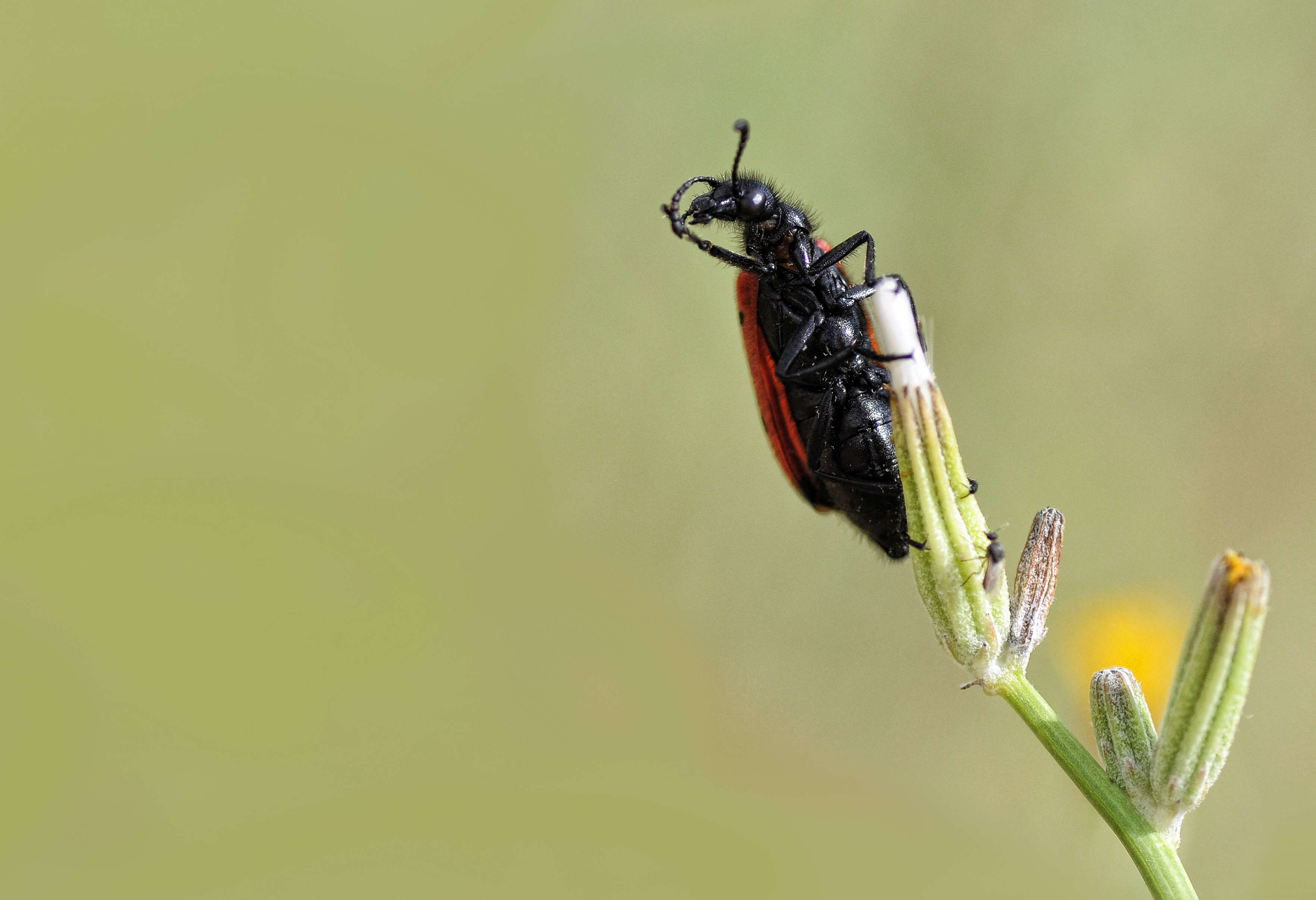 Image of Lachnaia sexpunctata