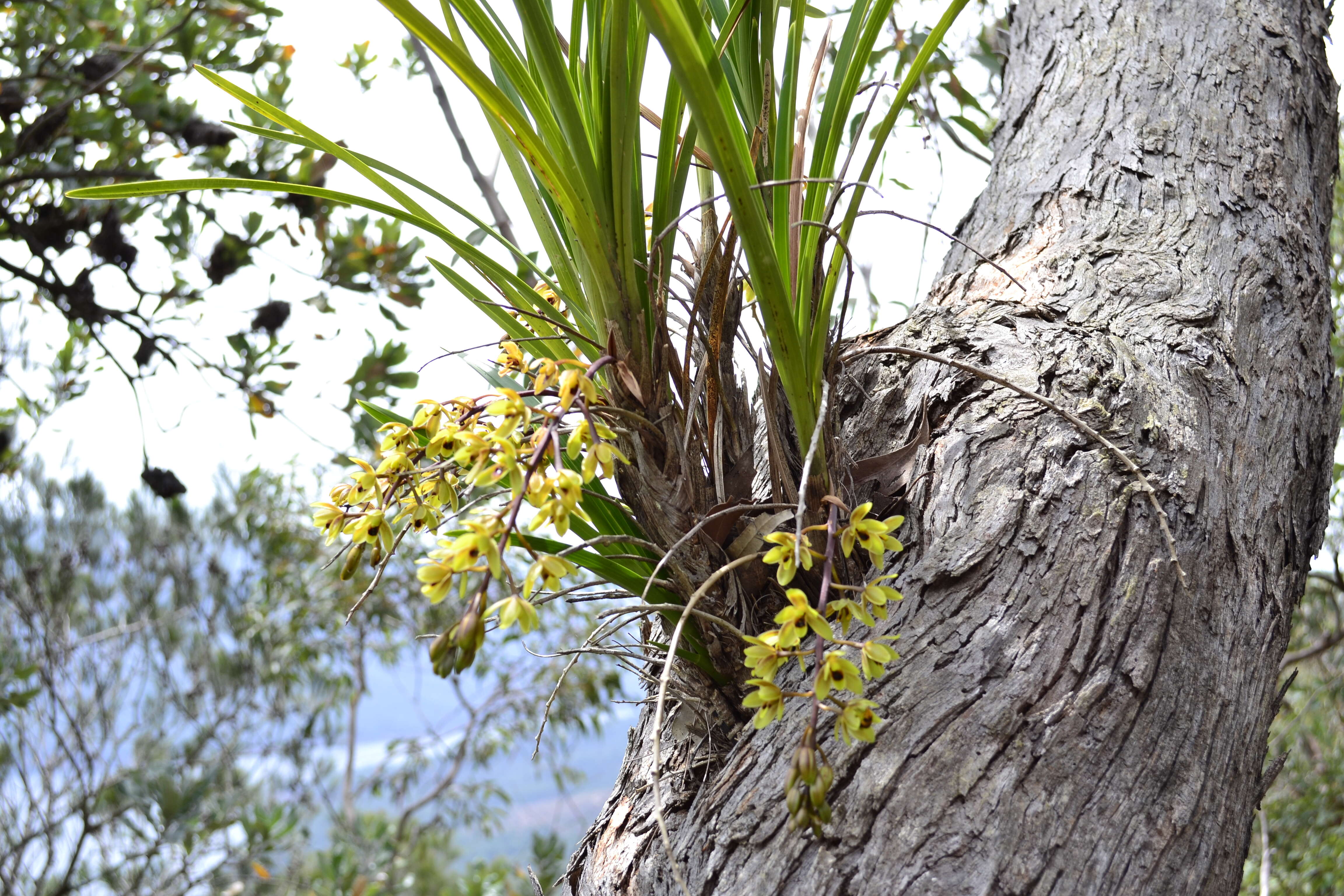 Image of Snake orchid