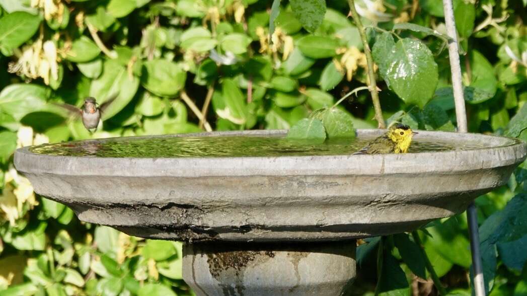 Image of Wilson's Warbler