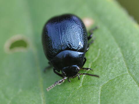 Image of Chrysolina haemoptera