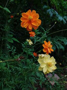 Image of sulphur cosmos