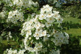 Image of Crataegus meyeri Pojark.