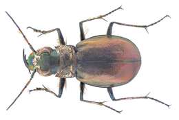 Image of Eurymorpha