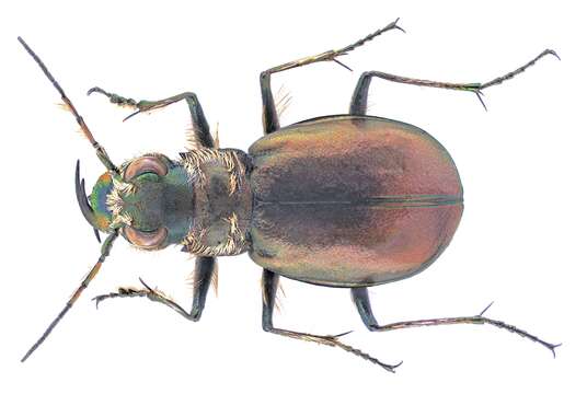 Image of Eurymorpha