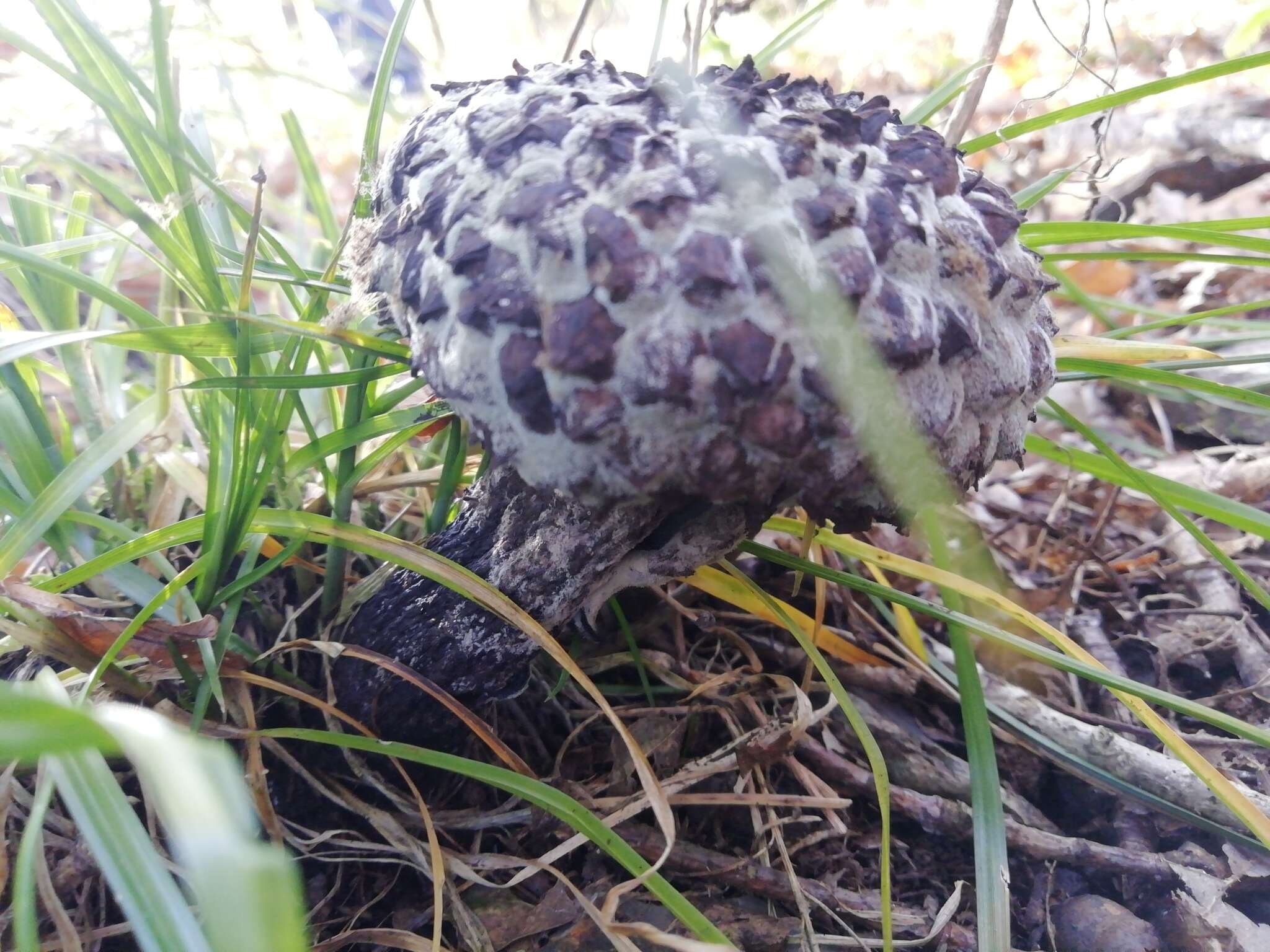 Слика од Strobilomyces strobilaceus (Scop.) Berk. 1851