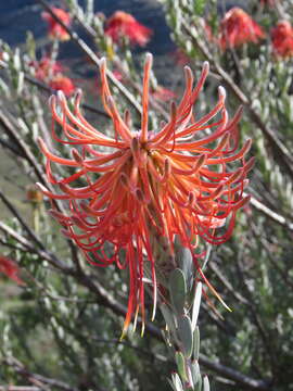 Sivun Leucospermum reflexum Buek ex Meissn. kuva