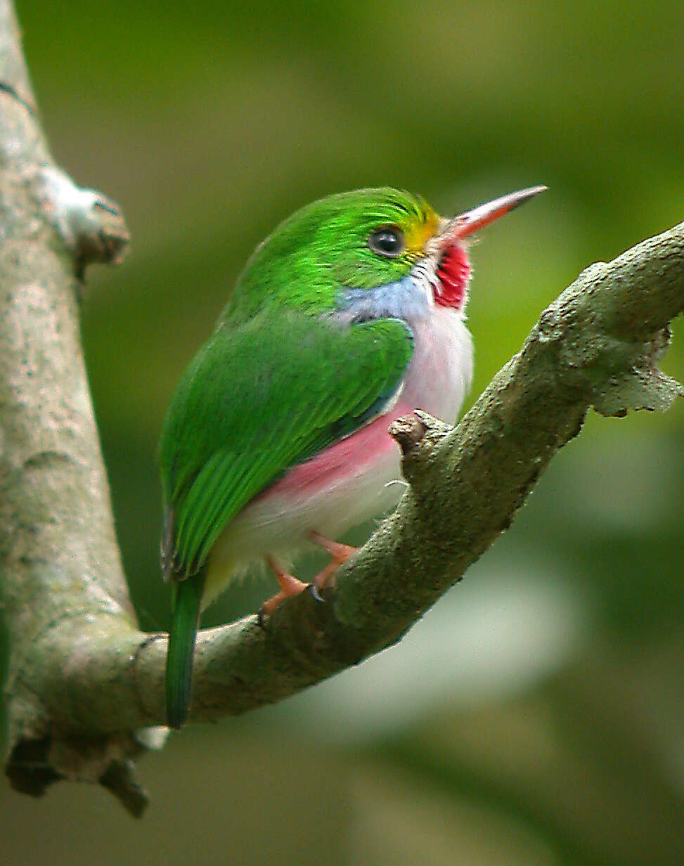 Imagem de Todus multicolor Gould 1837