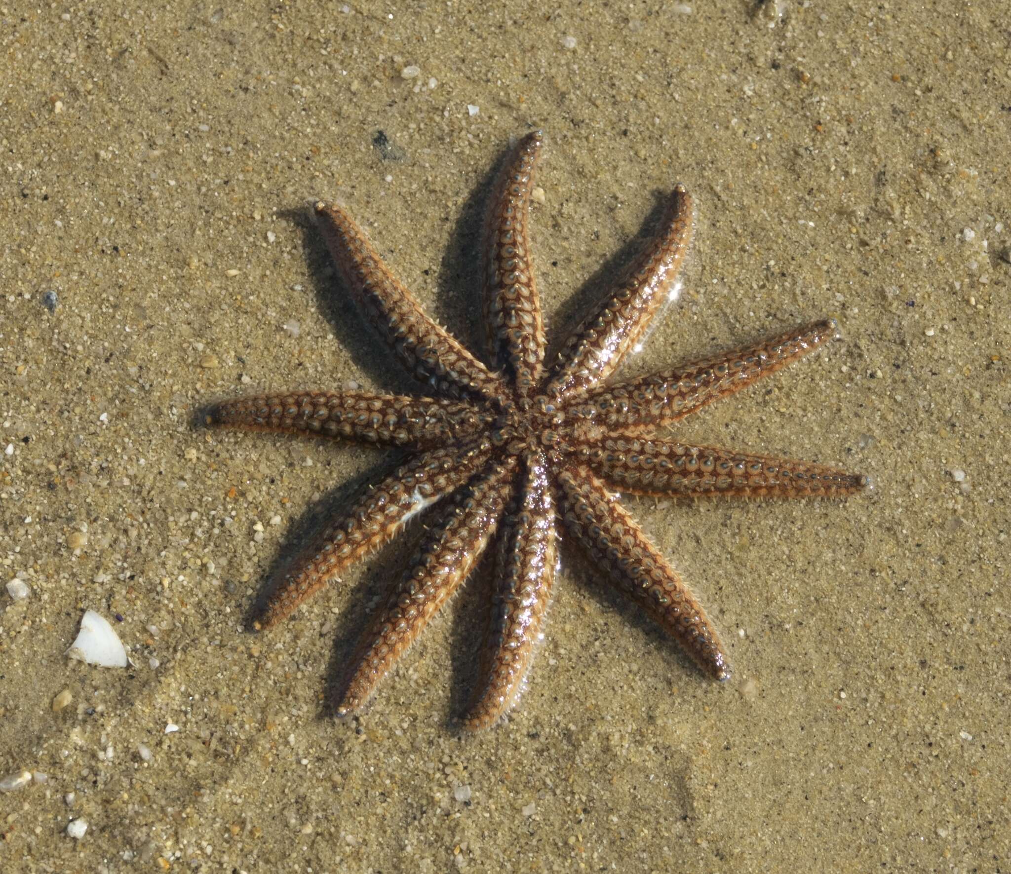 Image de Coscinasterias muricata Verrill 1867