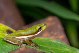 Image of American Green Treefrog