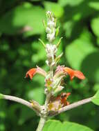 Image of Colquhounia coccinea Wall.