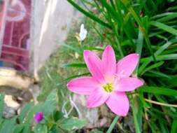 صورة Zephyranthes